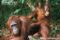 bornean-orang-utan-with-young