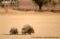 cape-porcupine-and-young-in-desert-habitat