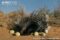 cape-porcupine-eating-gemsbock-cucumbers