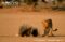 cape-porcupines-acting-defensively-towards-an-african-lion