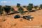 cape-porcupines-walking-through-desert