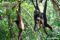 family-group-of-white-bearded-gibbons