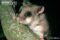 fat-dormouse