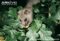 fat-dormouse-eating-an-acorn