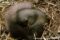 fat-dormouse-hibernating