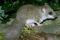 fat-dormouse3