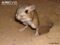 giant-kangaroo-rat-outside-burrow