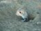 giant-kangaroo-rat-outside-burrow2