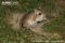 giant-kangaroo-rat2