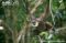 immature-white-bearded-gibbon-hanging-in-tree