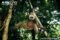 juvenile-white-bearded-gibbon-jumping-from-tree