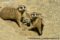 meerkat-adults-introducing-pups-into-the-world-outside-the-burrow