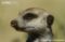 meerkat-close-up-portrait