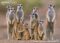 meerkat-family-group