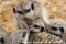 meerkat-presenting-newborn-to-three-older-pups