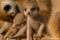 meerkat-pup