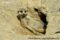 meerkat-resting-at-burrow-entrance