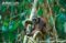 white-bearded-gibbon-in-a-sanctuary