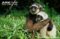 white-bearded-gibbon-with-a-bornean-gibbon-at-a-rehabilitation-sanctuary