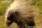 front-profile-of-north-american-porcupine-walking