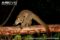 garnetts-small-eared-galago-o-g-lasiotis