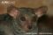 garnetts-small-eared-galago-portrait-o-g-lasiotis-captive