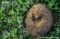 hedgehog-curled-up