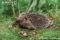 hedgehog-feeding-on-snail