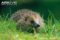 hedgehog-in-grass