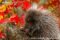 juvenile-north-american-porcupine-amongst-autumn-leaves