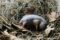 newborn-hedgehog-in-nest