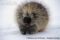 north-american-porcupine-in-snow
