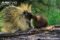 north-american-porcupine-mother-and-young-