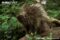 north-american-porcupine-on-fallen-tree