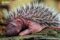 three-day-old-hedgehog