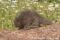 young-north-american-porcupine-walking-on-log