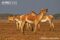 indian-wild-ass-group-with-male-displaying-flehmen-response