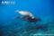 adult-female-dugong-with-calf