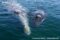 adult-female-gray-whale-with-calf