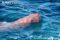 dugong-coming-to-surface-to-breath