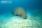 dugong-feeding