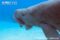 dugong-opening-mouth-possibly-an-aggressive-display