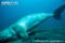 dugong-scratching-back