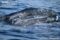 gray-whale-calf