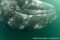 gray-whale-calf-upsidedown