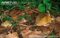 woodland-jumping-mouse-on-forest-floor