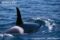 orca-at-surface