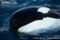 orca-head-detail