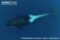 orca-underwater-view-from-above