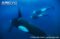 orcas-swimming-underwater